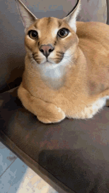 Big Floppa Caracal GIF - Big Floppa Caracal Cat - Discover & Share GIFs
